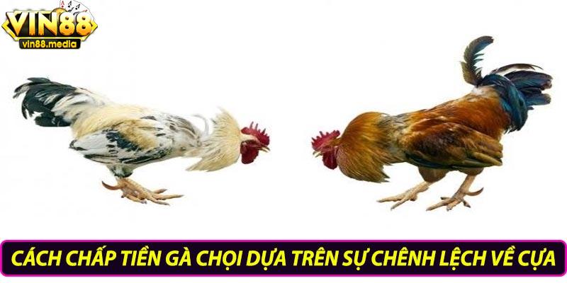 Cách chấp tiền gà chọi dựa trên sự chênh lệch về cựa